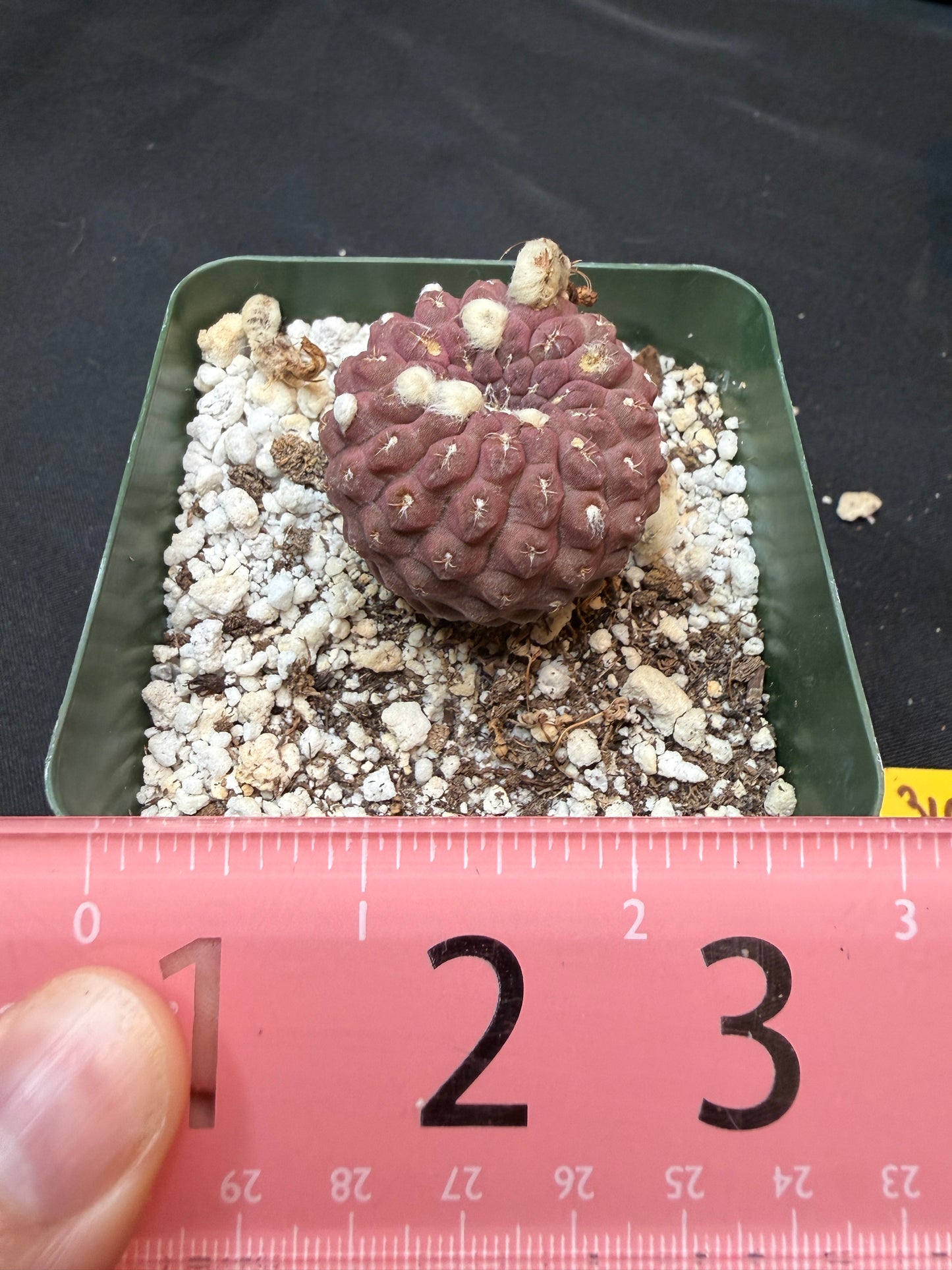 Neochilenia glaubrescense 309