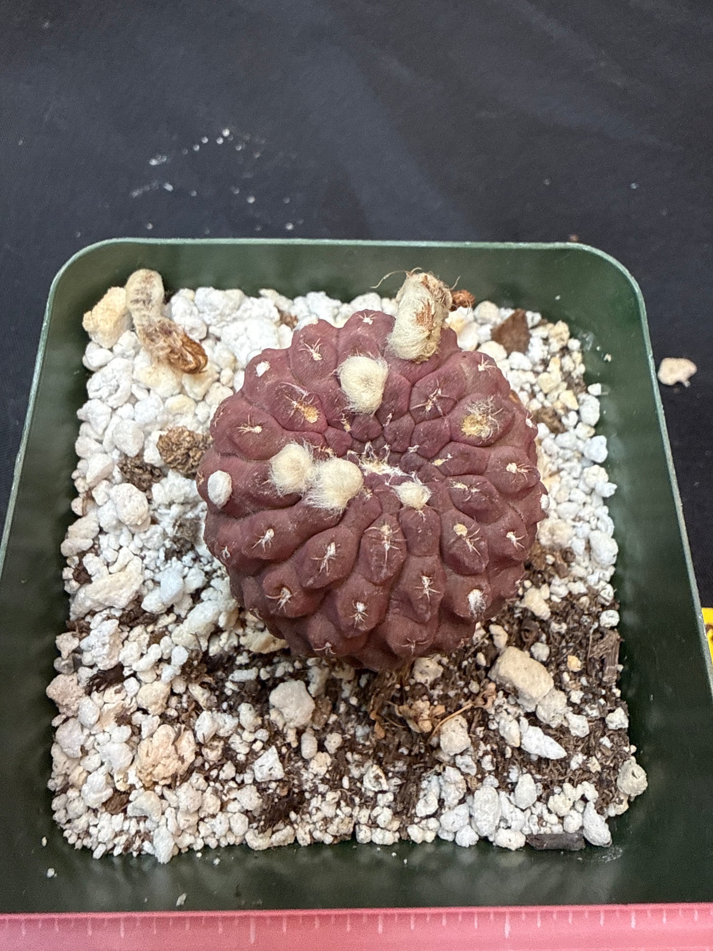 Neochilenia glaubrescense 309