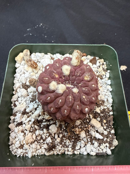 Neochilenia glaubrescense 309
