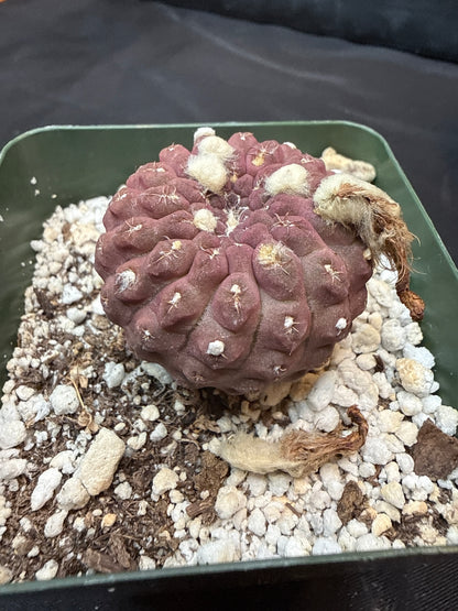 Neochilenia glaubrescense 309