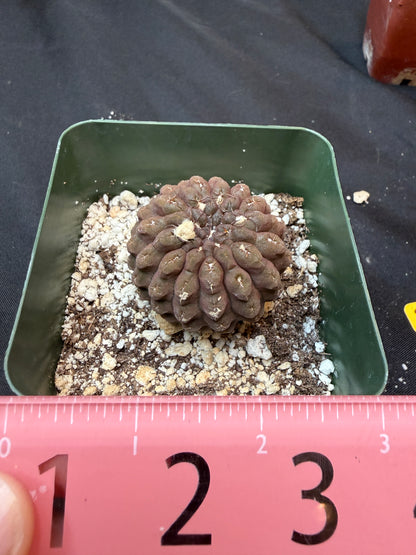 Neochilenia glaubrescense 310