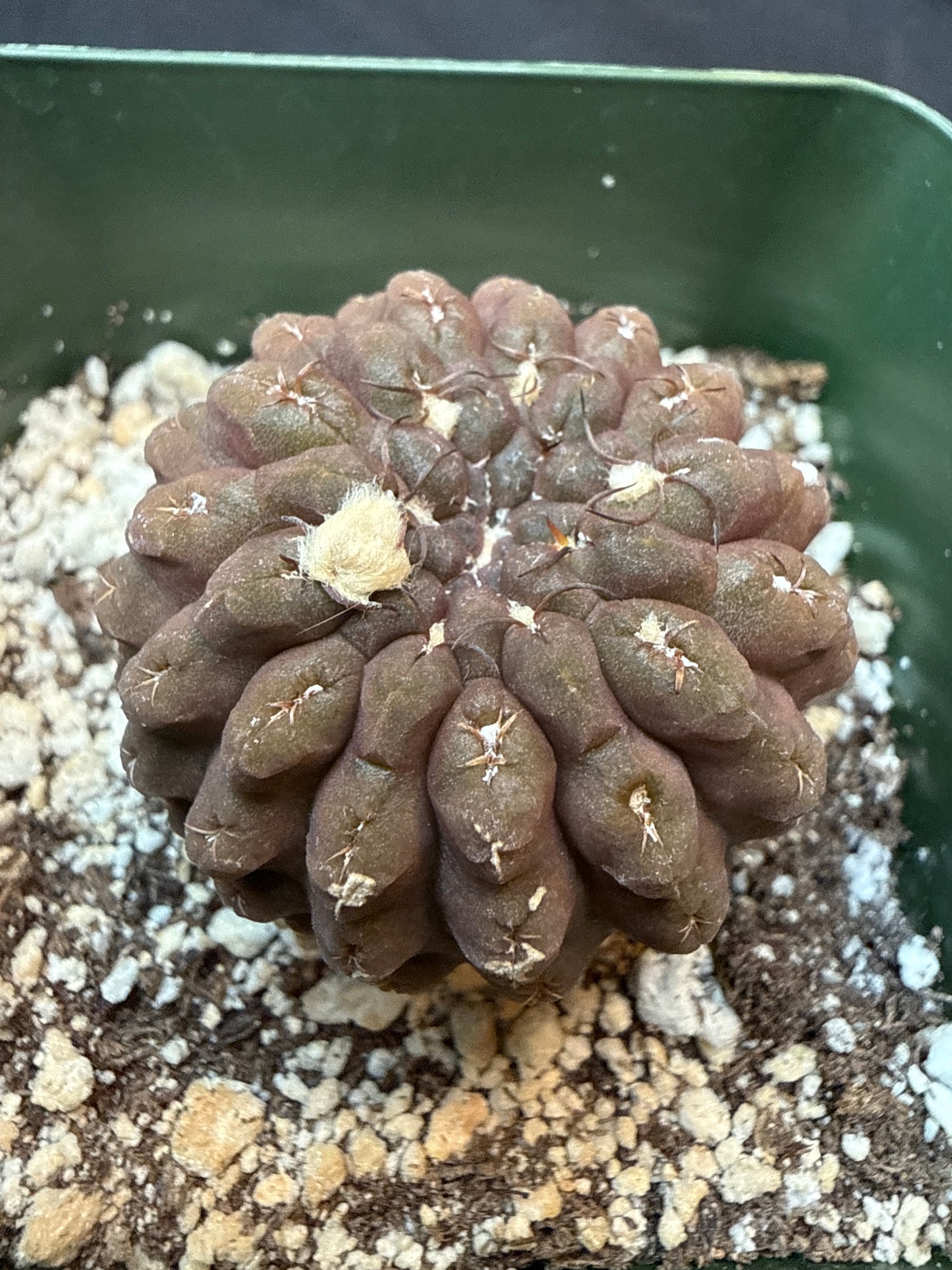 Neochilenia glaubrescense 310
