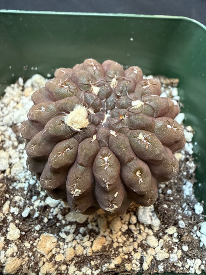 Neochilenia glaubrescense 310