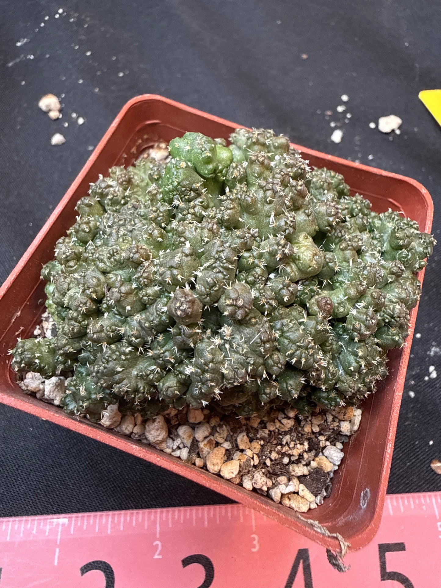 Coryphantha Elephantidens monstrose 311