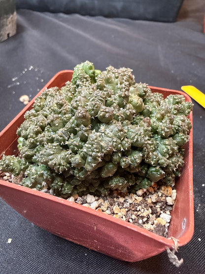 Coryphantha Elephantidens monstrose 311