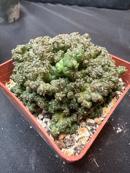 Coryphantha Elephantidens monstrose 311