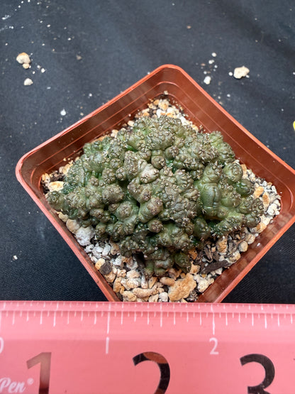 Coryphantha Elephantidens monstrose 312