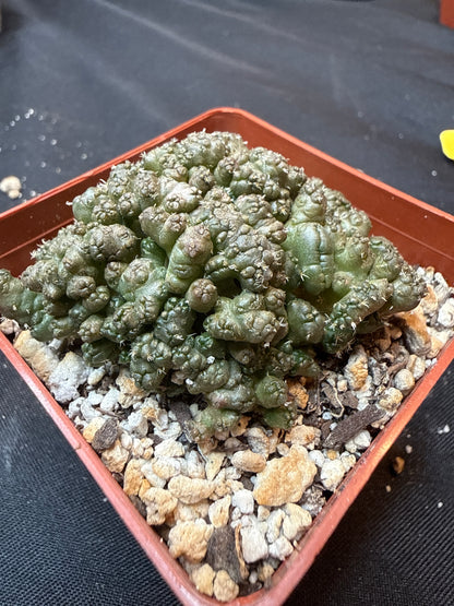 Coryphantha Elephantidens monstrose 312