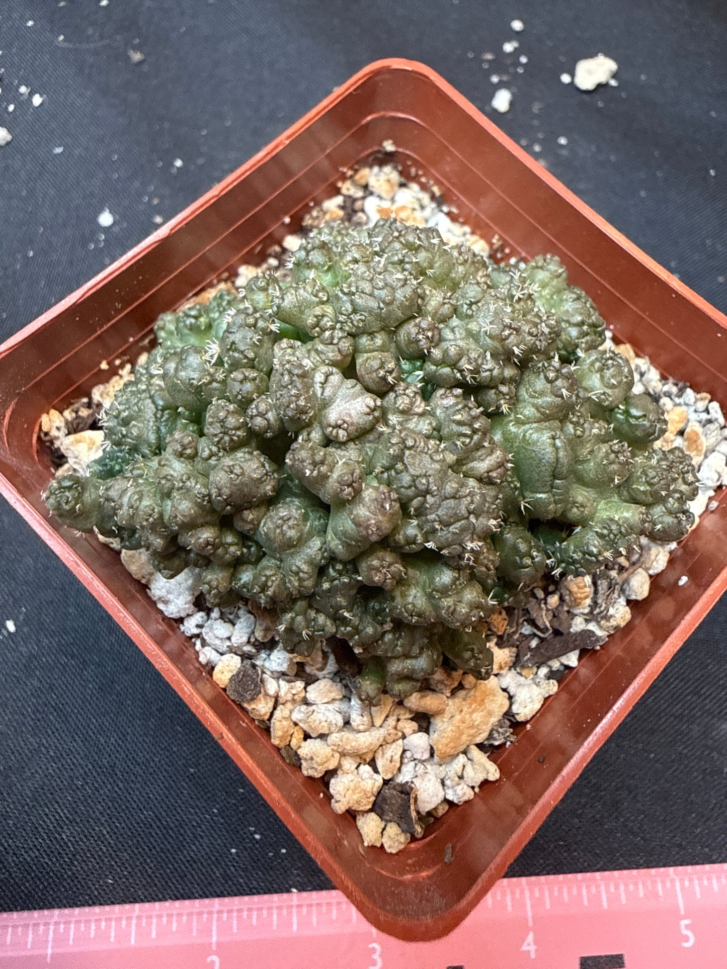 Coryphantha Elephantidens monstrose 312