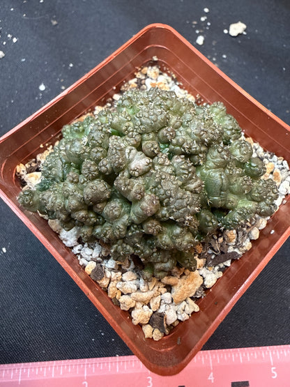 Coryphantha Elephantidens monstrose 312