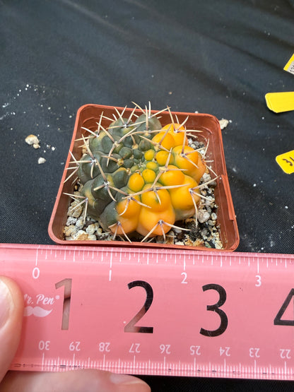 Gymnocalycium ochoterranae variegated 313