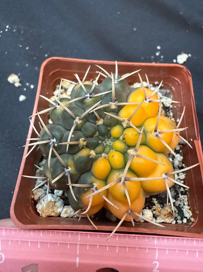 Gymnocalycium ochoterranae variegated 313