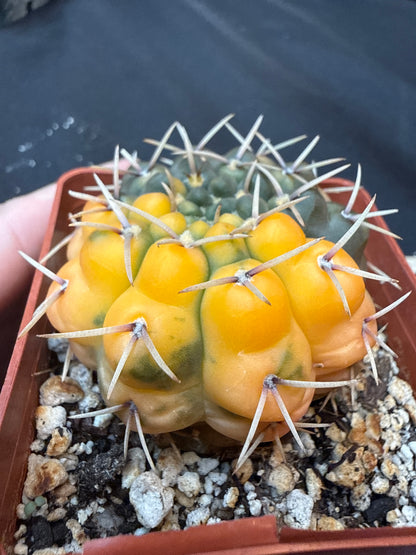 Gymnocalycium ochoterranae variegated 313