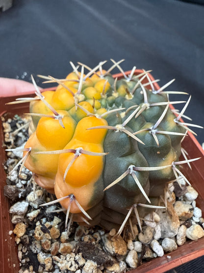Gymnocalycium ochoterranae variegated 313