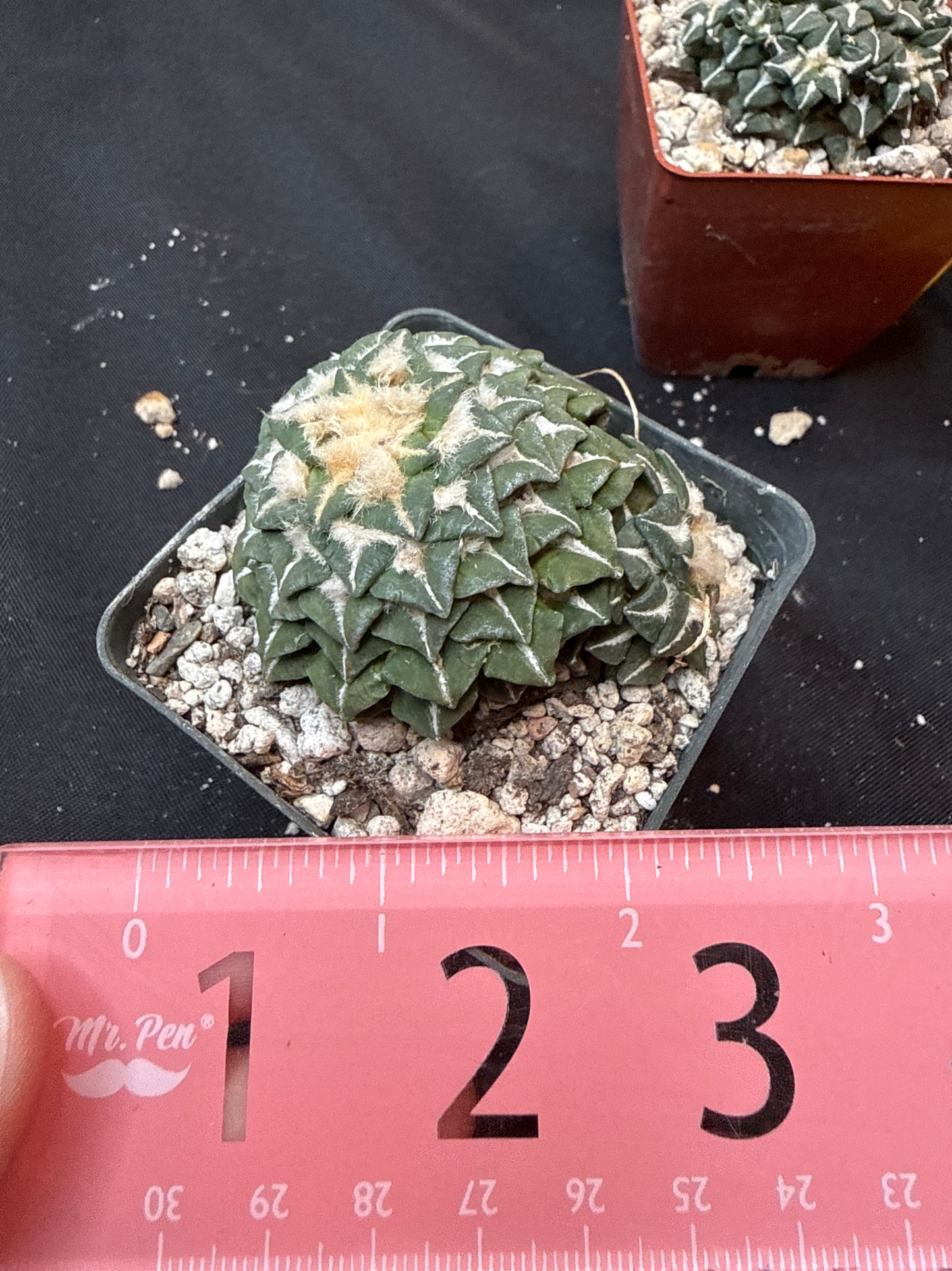 Ariocarpus kotschoubeyanus on short graft 314