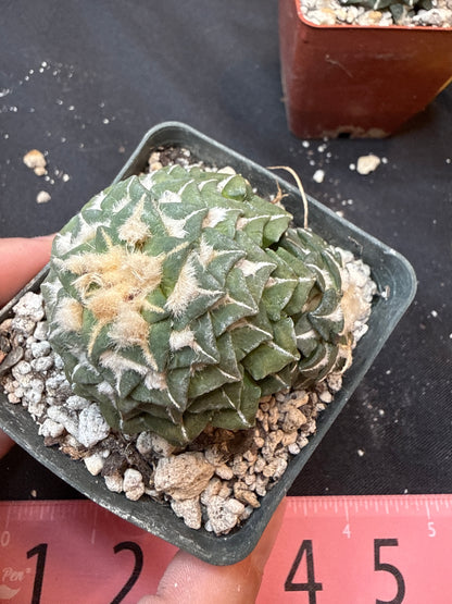 Ariocarpus kotschoubeyanus on short graft 314