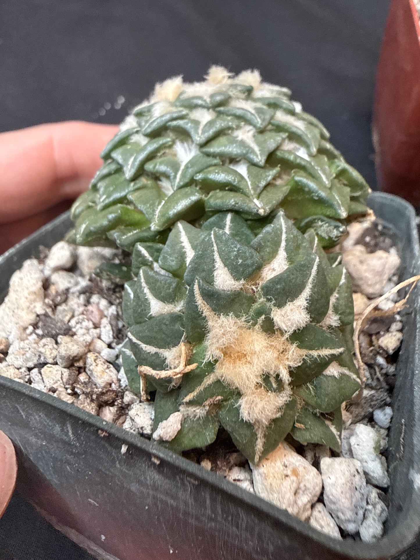 Ariocarpus kotschoubeyanus on short graft 314