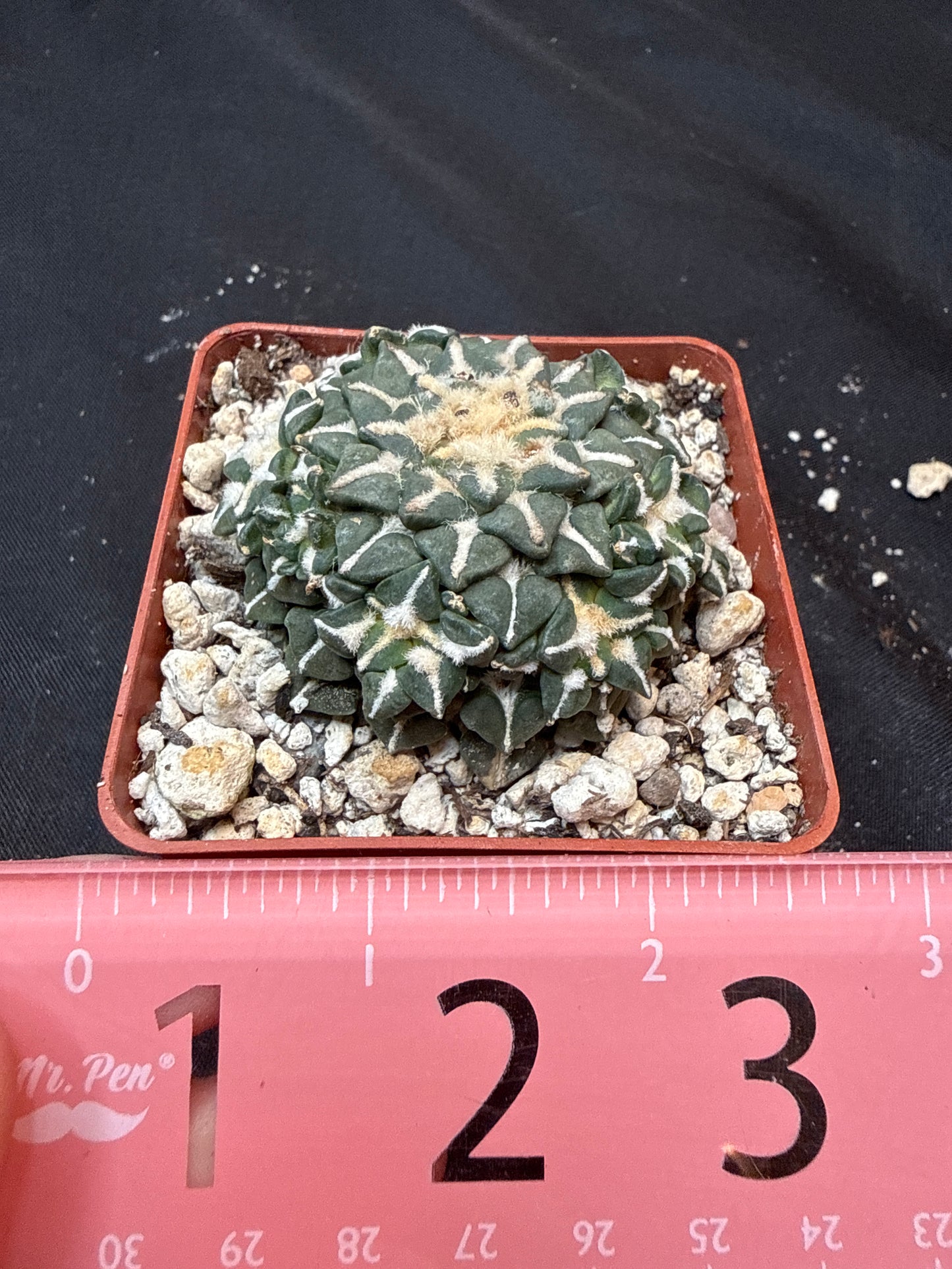Ariocarpus kotschoubeyanus many heads on short graft