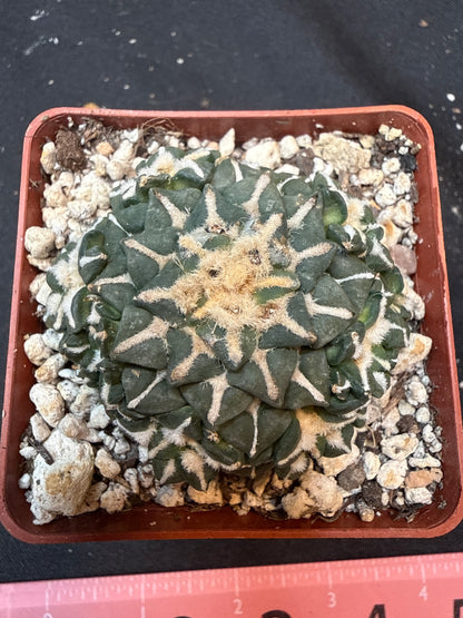 Ariocarpus kotschoubeyanus many heads on short graft