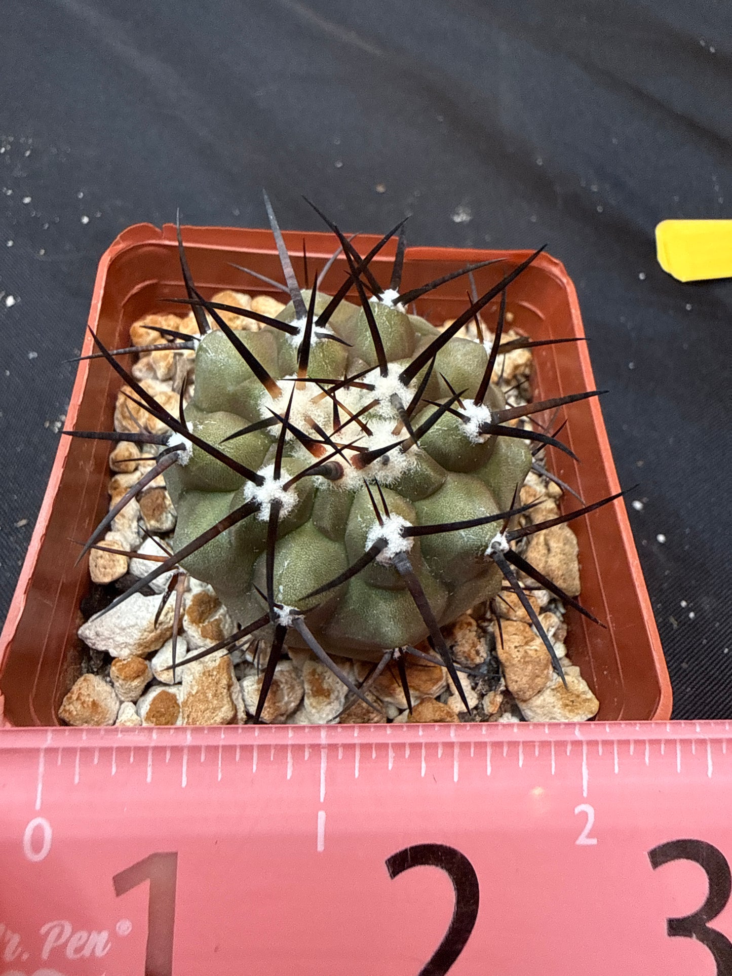 Copiapoa cinerea nice size 316