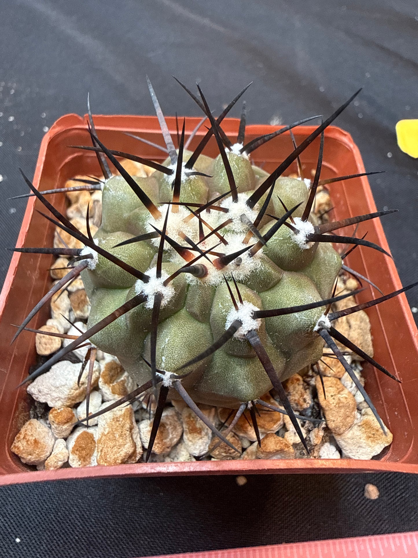 Copiapoa cinerea nice size 316