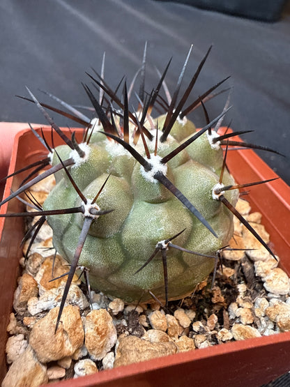 Copiapoa cinerea nice size 316