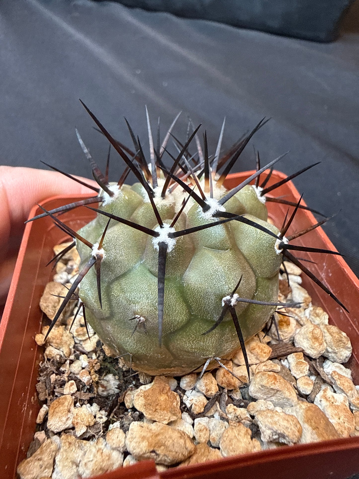 Copiapoa cinerea nice size 316