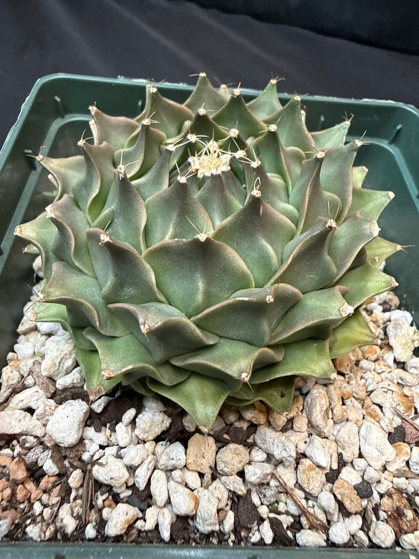 Obregonia denegrii large size 317