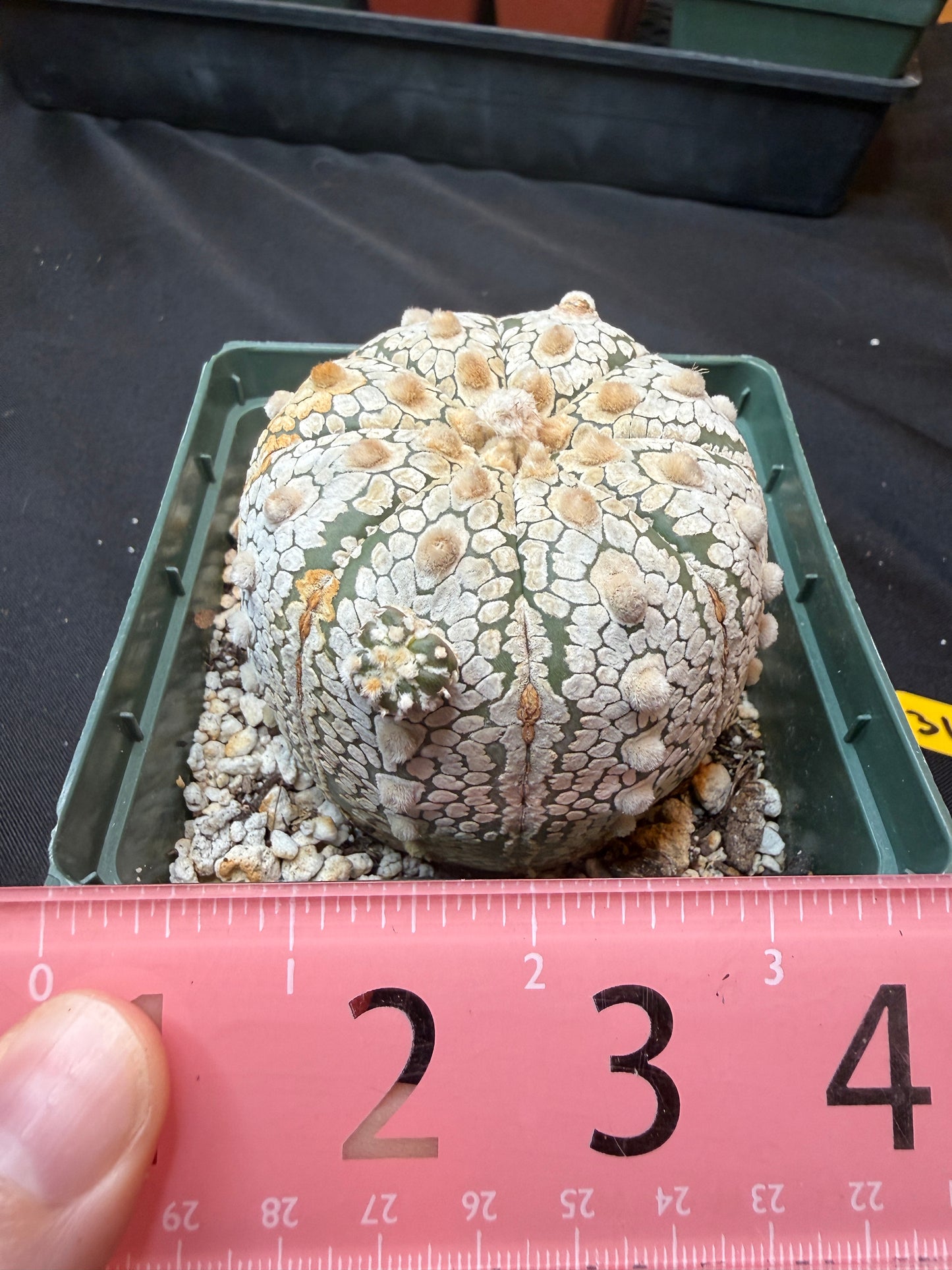 Astrophytum super kabuto with pup 318