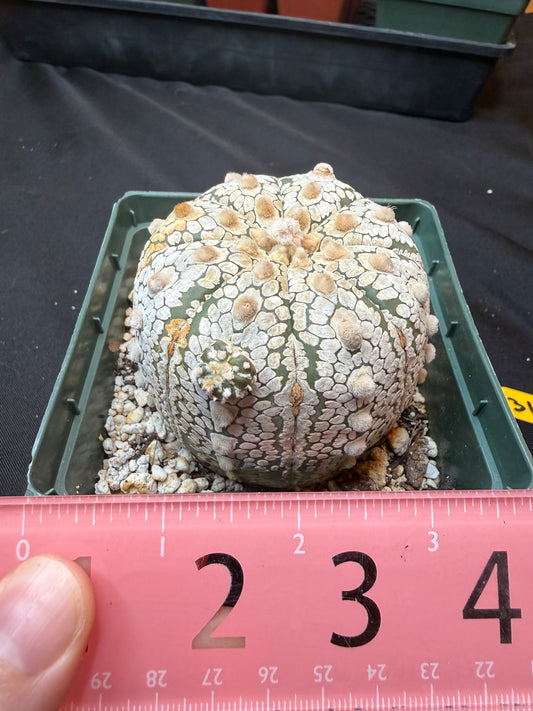 Astrophytum super kabuto with pup 318