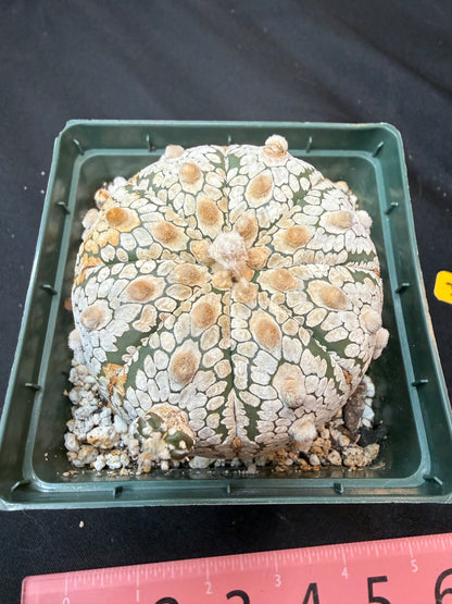 Astrophytum super kabuto with pup 318