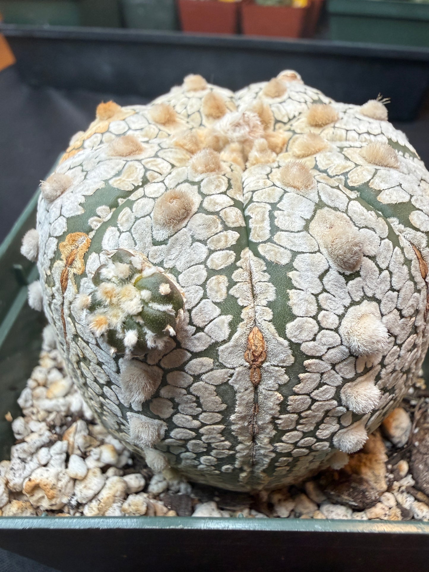 Astrophytum super kabuto with pup 318