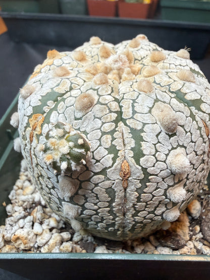 Astrophytum super kabuto with pup 318