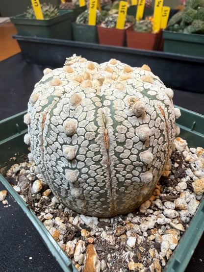 Astrophytum super kabuto with pup 318