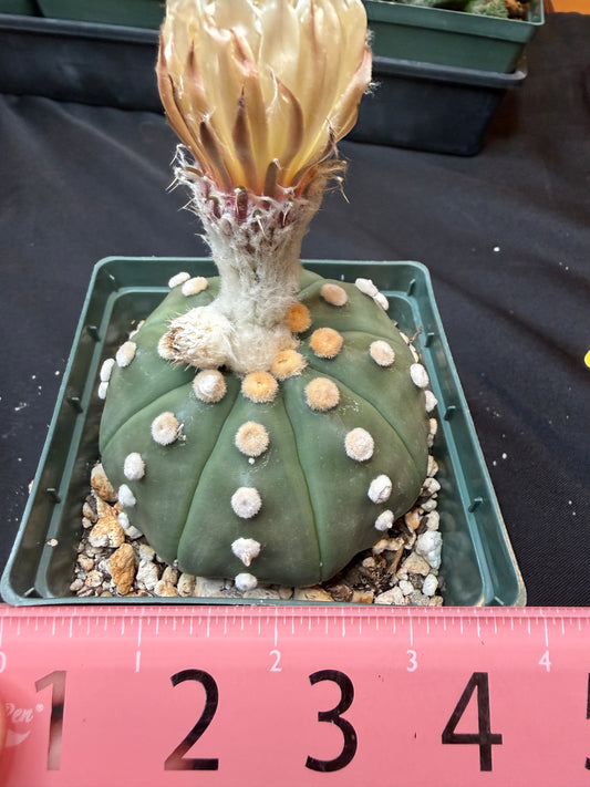 Astrophytum asterias large 319