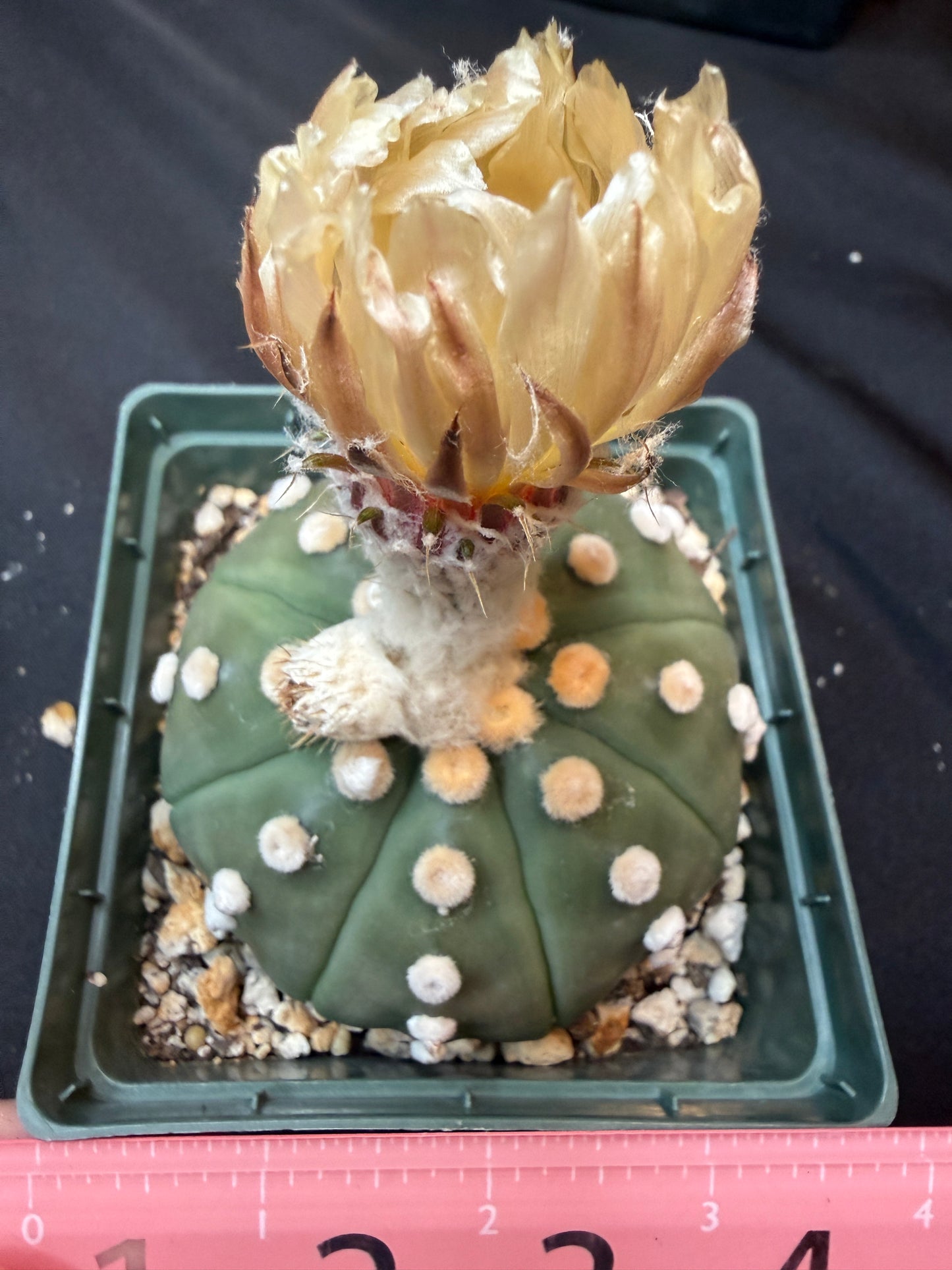 Astrophytum asterias large 319