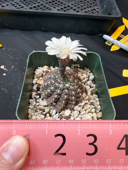 Gymnocalycium Quelianum rare 320