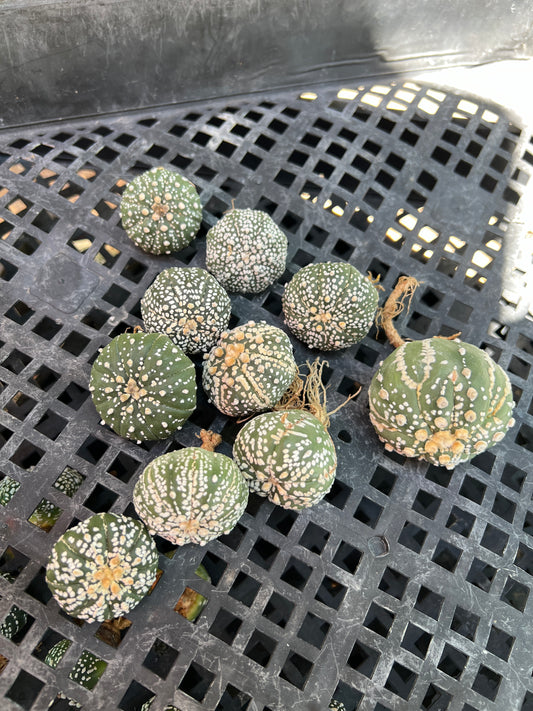 Astrophytum super kabuto packs of 10 for 50$ free shipping!