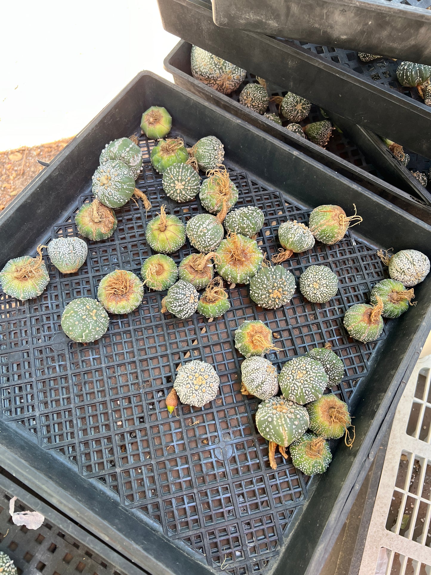 Astrophytum super kabuto packs of 10 for 50$ free shipping!