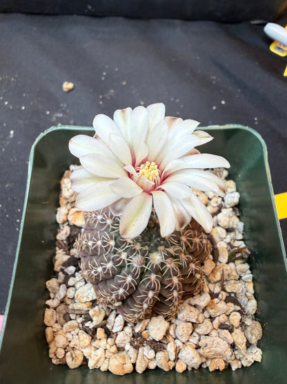 Gymnocalycium Quelianum rare 320