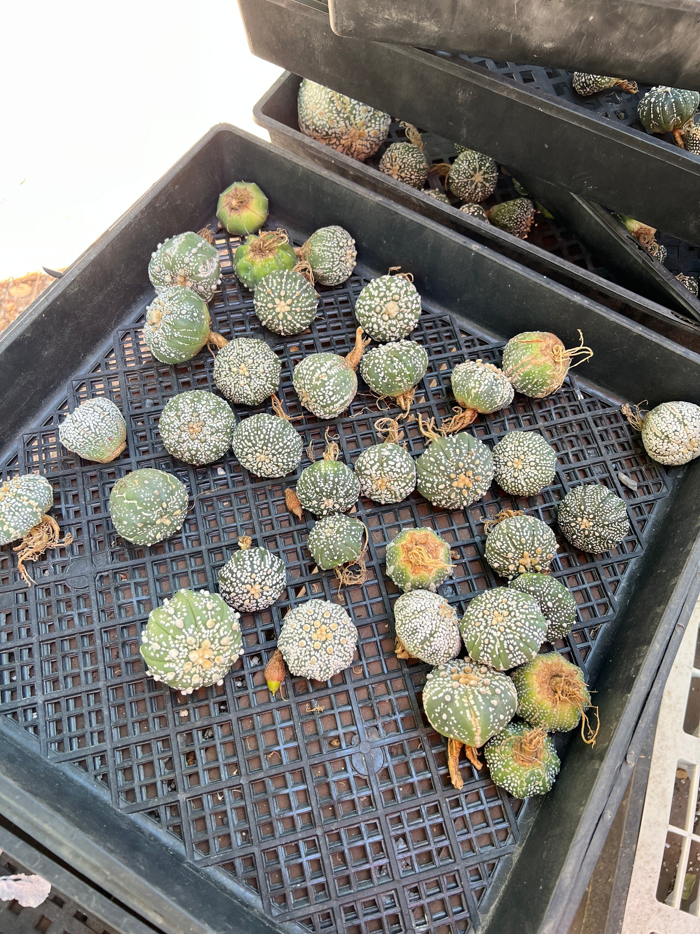 Astrophytum super kabuto packs of 10 for 50$ free shipping!