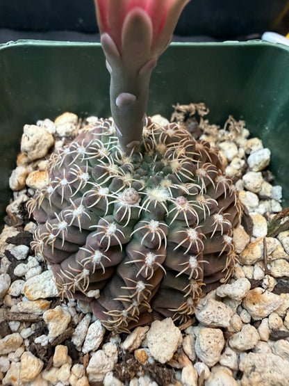 Gymnocalycium Quelianum rare 320