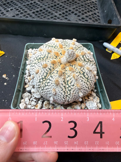 Astrophytum super kabuto large 321