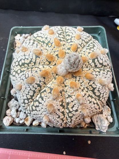 Astrophytum super kabuto large 321