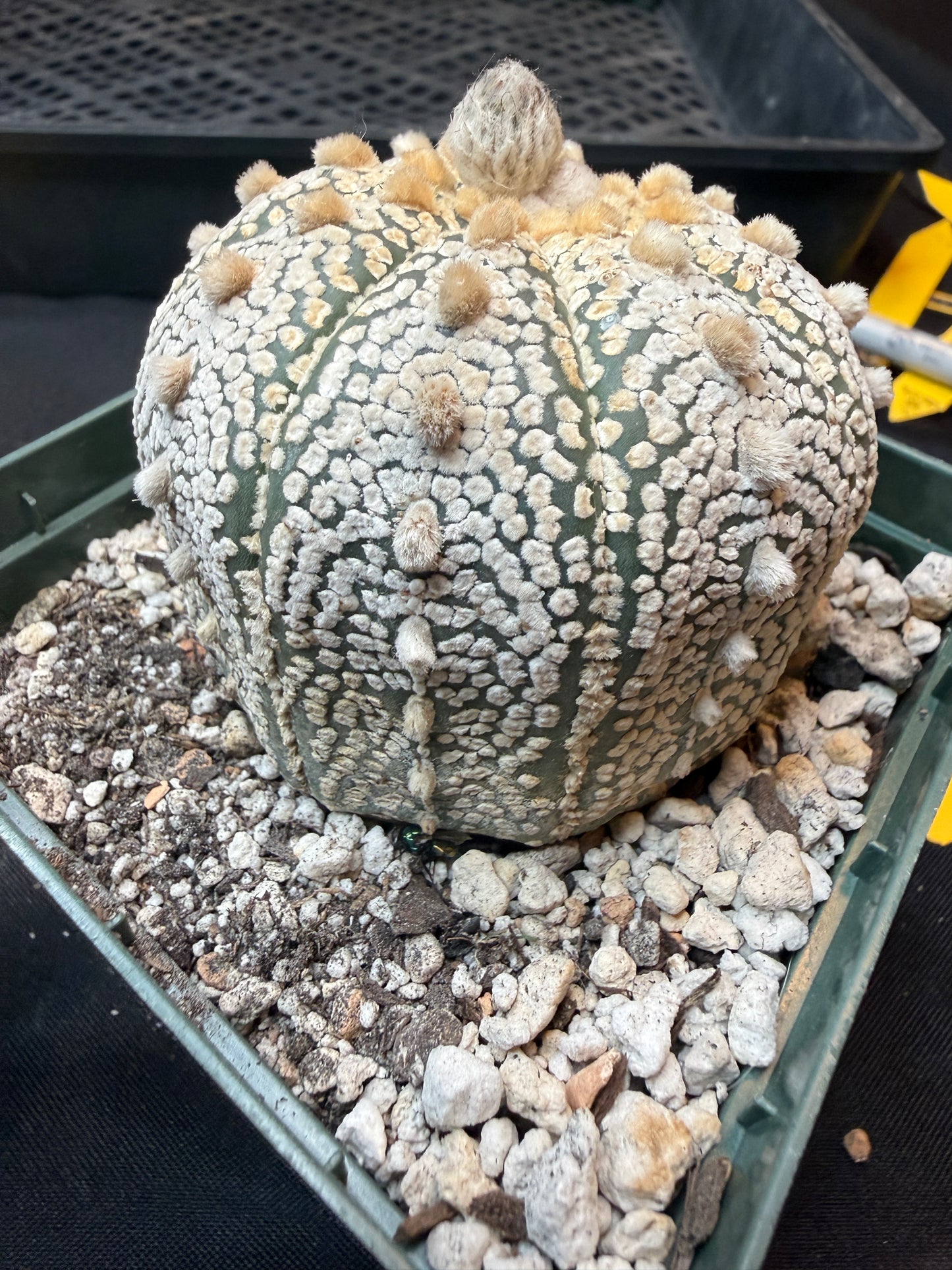 Astrophytum super kabuto large 321
