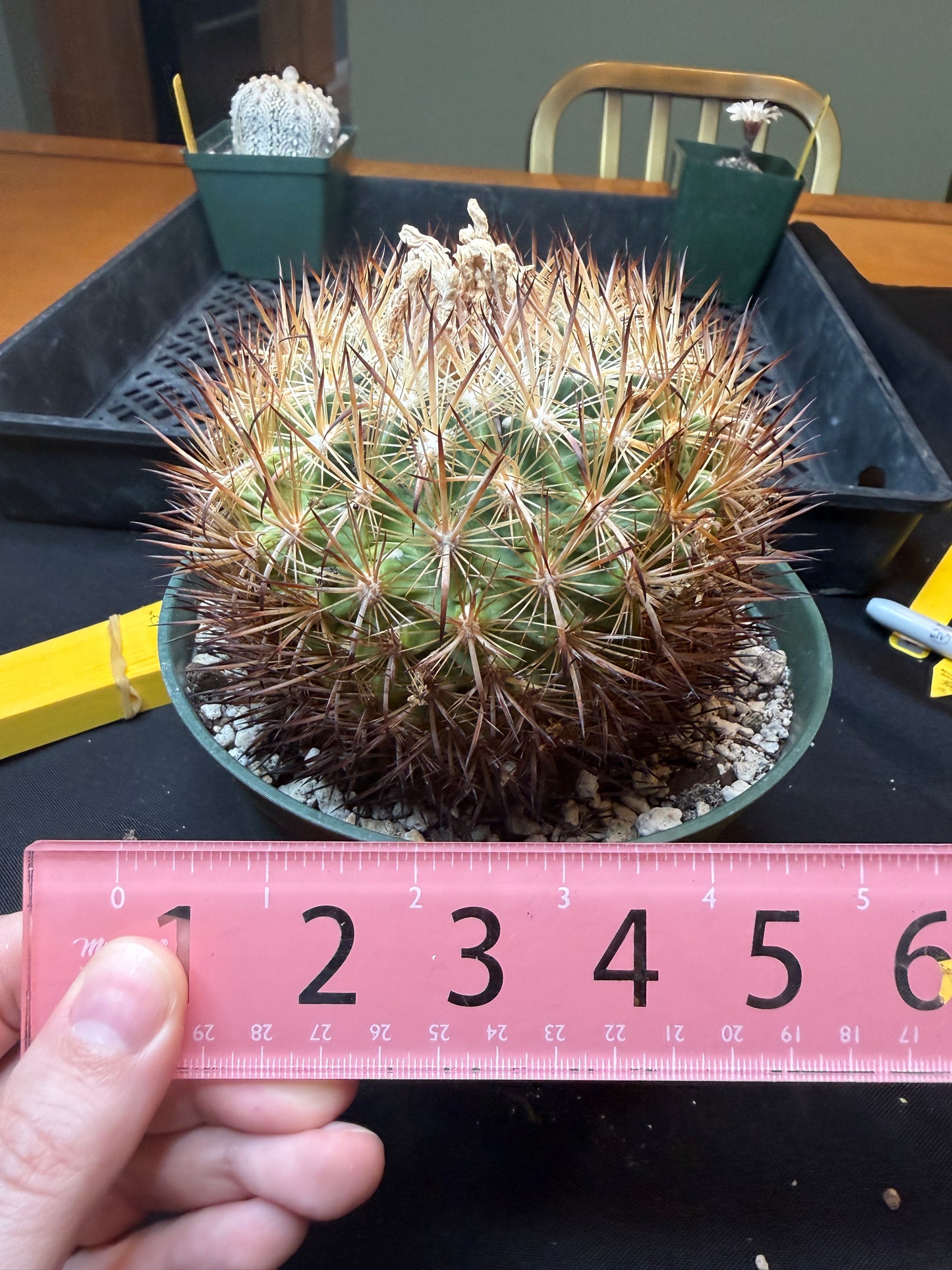 Echinomastus lauii very rare plant 322