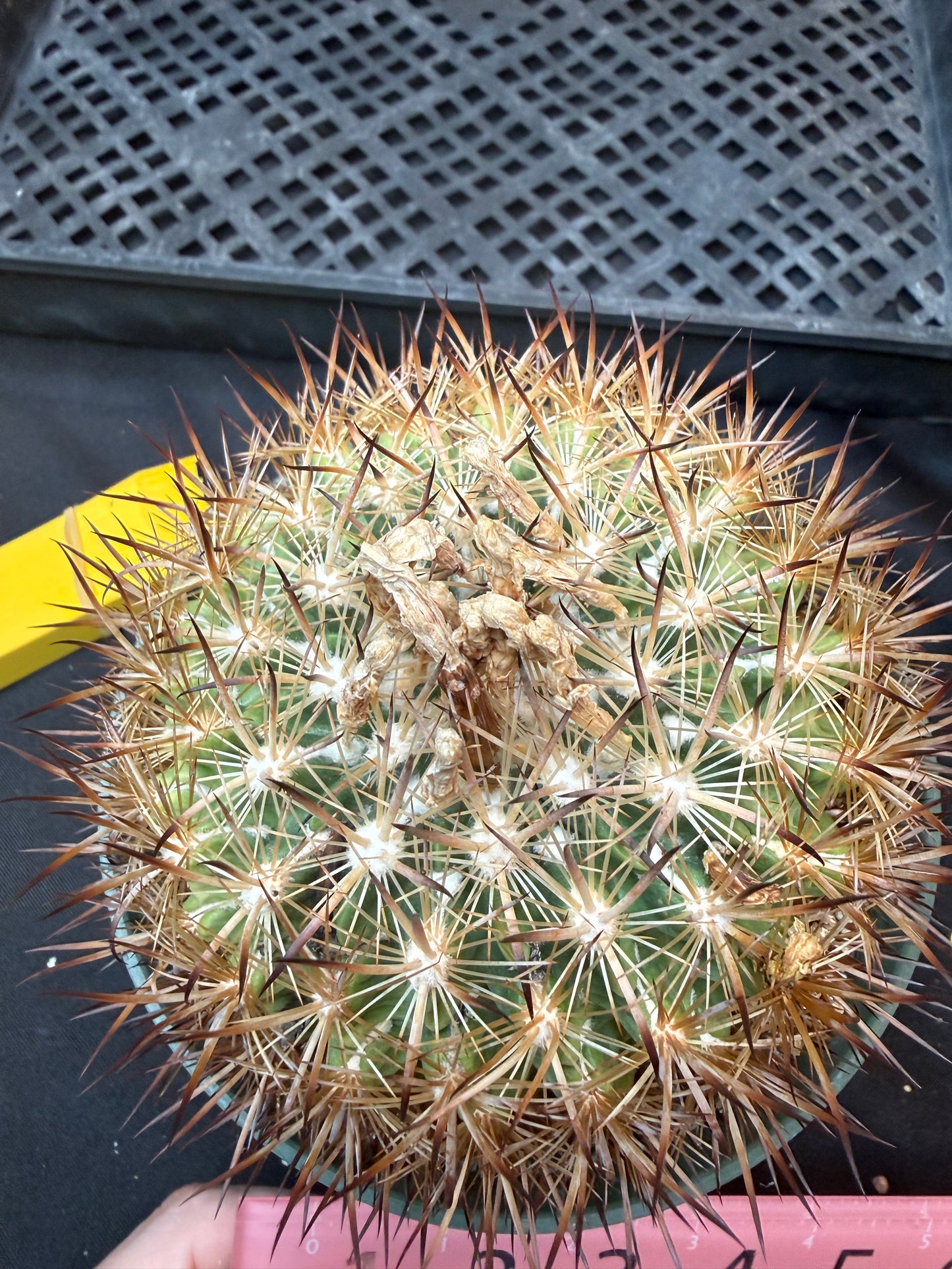 Echinomastus lauii very rare plant 322