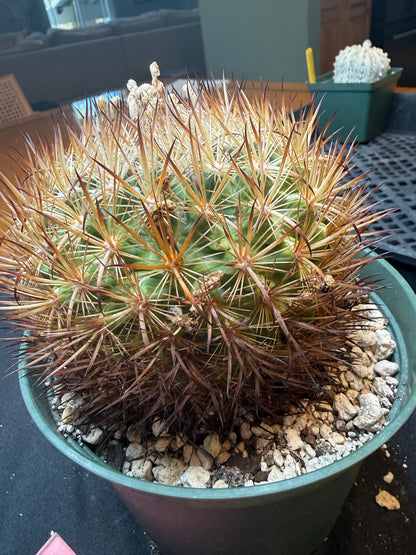 Echinomastus lauii very rare plant 322