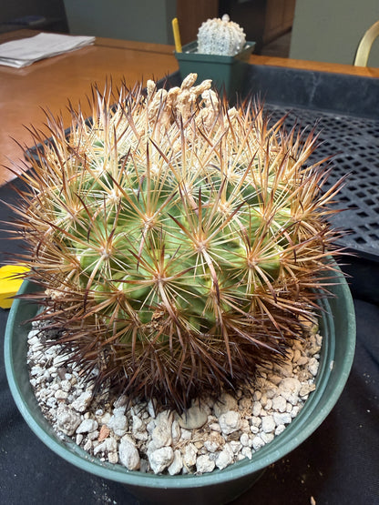 Echinomastus lauii very rare plant 322