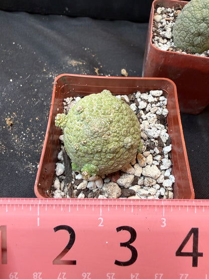 Pseudolithos migiurtinus large size 323